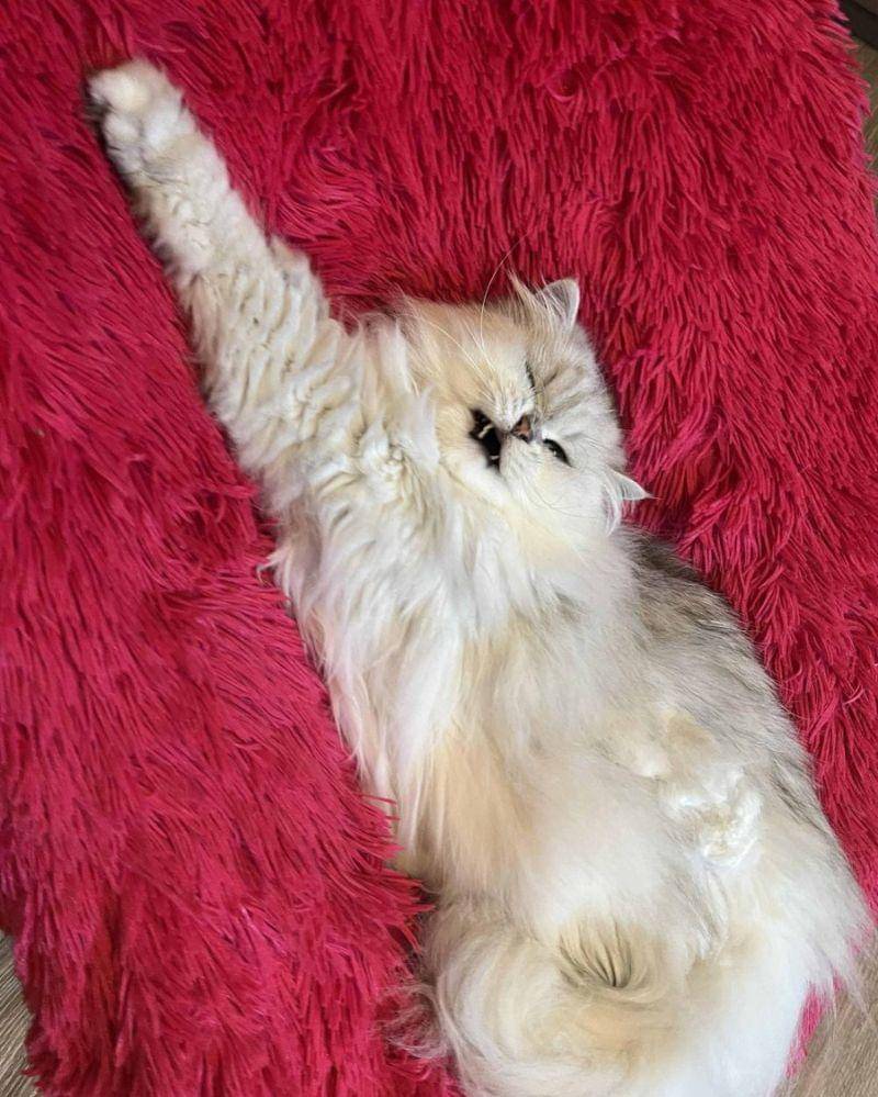 reddit.com/mysteriouskittycat